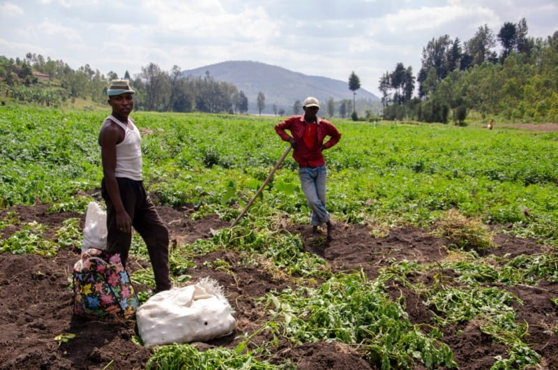 Rwandan Media Set Government On Task For Better Agriculture Inputs 