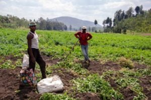 Farmers harvest potatoes in Nyanza District of Southern Rwanda in July 2019