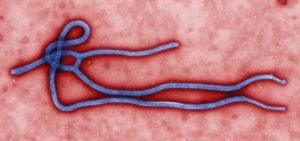 Ebola virus Image