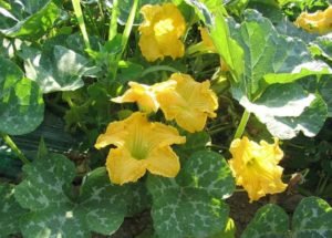 L es feuilles de Courge