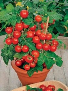 Tomates