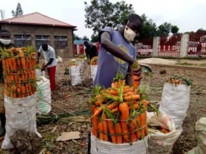 CARROTS NYABIHU