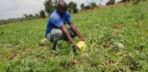 SIBOMANA'S WATERMELON