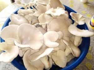 MUSHRUM