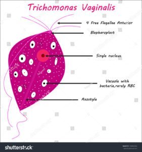 stock-vector-trichomonas-vaginalis-parasitic-microscope-369884366