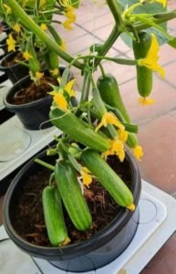 COURGETTE