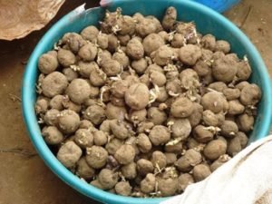 Potato seeds