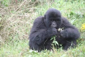 Kwita Izina