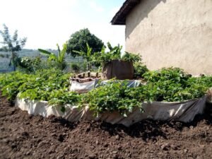 kitchen garden