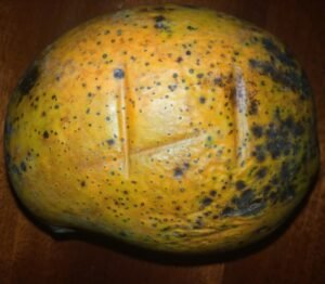 mangue