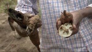 ubuhinzi bukoresha ikoranabuhanga rya gmo buzakemura indwara ya kabore mu myumbati