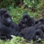 Au Rwanda, la conservation des gorilles devient un levier de développement