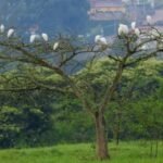 Wetlands play a vital role in tackling climate change