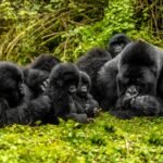Beyond wildlife protection: How gorilla conservation supports Rwanda’s development