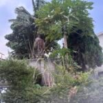 Les arbres : une arme naturelle pour purifier l’air que nous respirons