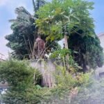 Trees: Nature’s allies for cleaner air and a healthier future
