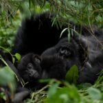 Kwita Izina 2026 : 22 bébés gorilles reçoivent leur nom au Rwanda